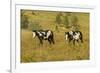 USA, South Dakota, Wild Horse Sanctuary. Wild Horses in Field-Cathy & Gordon Illg-Framed Photographic Print