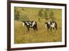 USA, South Dakota, Wild Horse Sanctuary. Wild Horses in Field-Cathy & Gordon Illg-Framed Photographic Print