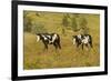 USA, South Dakota, Wild Horse Sanctuary. Wild Horses in Field-Cathy & Gordon Illg-Framed Photographic Print