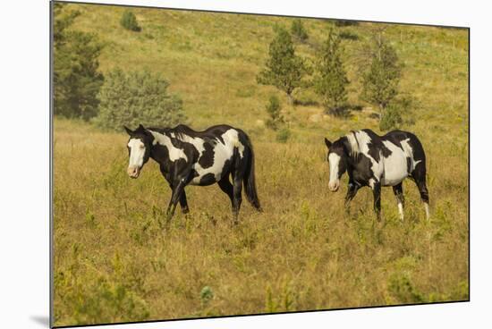 USA, South Dakota, Wild Horse Sanctuary. Wild Horses in Field-Cathy & Gordon Illg-Mounted Photographic Print