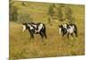 USA, South Dakota, Wild Horse Sanctuary. Wild Horses in Field-Cathy & Gordon Illg-Mounted Photographic Print