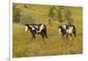 USA, South Dakota, Wild Horse Sanctuary. Wild Horses in Field-Cathy & Gordon Illg-Framed Photographic Print