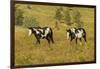 USA, South Dakota, Wild Horse Sanctuary. Wild Horses in Field-Cathy & Gordon Illg-Framed Photographic Print