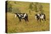 USA, South Dakota, Wild Horse Sanctuary. Wild Horses in Field-Cathy & Gordon Illg-Stretched Canvas