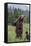 USA, Southeast Alaska, Brown Bear and Cub-Gavriel Jecan-Framed Stretched Canvas