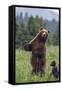 USA, Southeast Alaska, Brown Bear and Cub-Gavriel Jecan-Framed Stretched Canvas