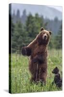 USA, Southeast Alaska, Brown Bear and Cub-Gavriel Jecan-Stretched Canvas