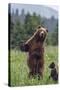 USA, Southeast Alaska, Brown Bear and Cub-Gavriel Jecan-Stretched Canvas