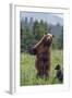 USA, Southeast Alaska, Brown Bear and Cub-Gavriel Jecan-Framed Photographic Print