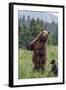 USA, Southeast Alaska, Brown Bear and Cub-Gavriel Jecan-Framed Photographic Print