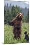 USA, Southeast Alaska, Brown Bear and Cub-Gavriel Jecan-Mounted Photographic Print