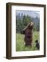 USA, Southeast Alaska, Brown Bear and Cub-Gavriel Jecan-Framed Photographic Print