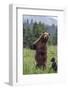 USA, Southeast Alaska, Brown Bear and Cub-Gavriel Jecan-Framed Photographic Print