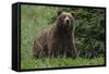 USA, Southeast Alaska, Brown Bear-Gavriel Jecan-Framed Stretched Canvas