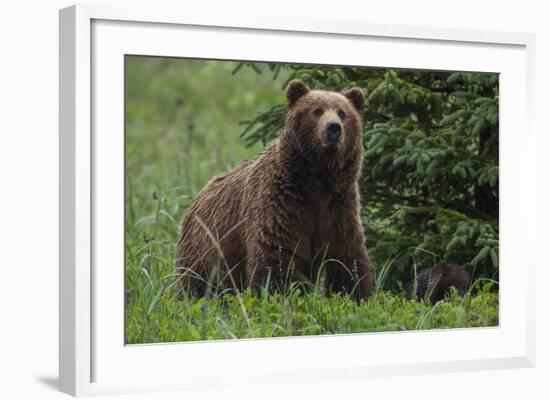 USA, Southeast Alaska, Brown Bear-Gavriel Jecan-Framed Photographic Print