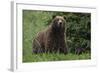 USA, Southeast Alaska, Brown Bear-Gavriel Jecan-Framed Photographic Print