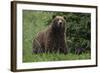 USA, Southeast Alaska, Brown Bear-Gavriel Jecan-Framed Photographic Print