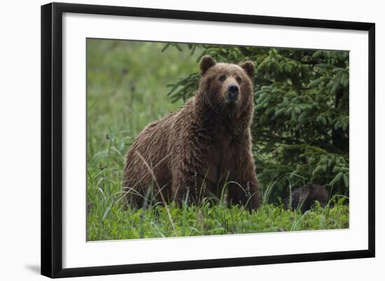 USA, Southeast Alaska, Brown Bear-Gavriel Jecan-Framed Photographic Print