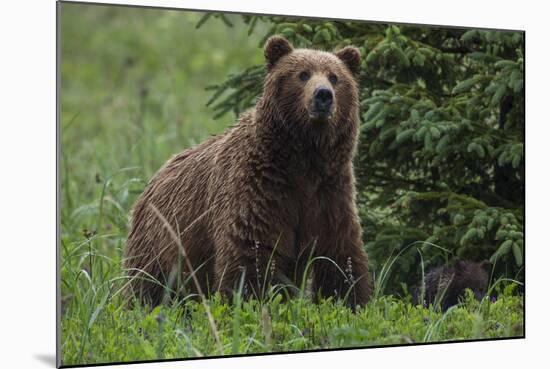 USA, Southeast Alaska, Brown Bear-Gavriel Jecan-Mounted Photographic Print