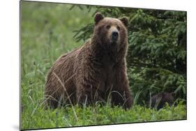 USA, Southeast Alaska, Brown Bear-Gavriel Jecan-Mounted Photographic Print