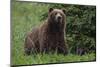 USA, Southeast Alaska, Brown Bear-Gavriel Jecan-Mounted Photographic Print