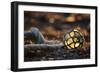 USA, Southeast Alaska Near Ketchikan, Japanese Glass Fishing Float-Savanah Stewart-Framed Photographic Print