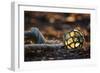 USA, Southeast Alaska Near Ketchikan, Japanese Glass Fishing Float-Savanah Stewart-Framed Photographic Print