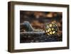 USA, Southeast Alaska Near Ketchikan, Japanese Glass Fishing Float-Savanah Stewart-Framed Photographic Print