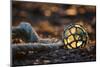 USA, Southeast Alaska Near Ketchikan, Japanese Glass Fishing Float-Savanah Stewart-Mounted Photographic Print