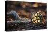 USA, Southeast Alaska Near Ketchikan, Japanese Glass Fishing Float-Savanah Stewart-Stretched Canvas