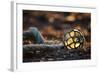 USA, Southeast Alaska Near Ketchikan, Japanese Glass Fishing Float-Savanah Stewart-Framed Photographic Print