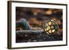 USA, Southeast Alaska Near Ketchikan, Japanese Glass Fishing Float-Savanah Stewart-Framed Photographic Print