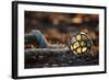 USA, Southeast Alaska Near Ketchikan, Japanese Glass Fishing Float-Savanah Stewart-Framed Photographic Print