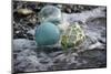 USA, Southeast Alaska Near Ketchikan, Japanese Glass Fishing Float-Savanah Stewart-Mounted Photographic Print