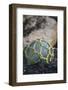 USA, Southeast Alaska Near Ketchikan, Japanese Glass Fishing Float-Savanah Stewart-Framed Photographic Print