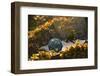 USA, Southeast Alaska Near Ketchikan, Japanese Glass Fishing Float-Savanah Stewart-Framed Photographic Print