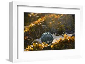 USA, Southeast Alaska Near Ketchikan, Japanese Glass Fishing Float-Savanah Stewart-Framed Photographic Print