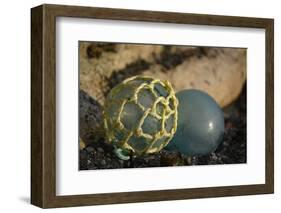 USA, Southeast Alaska Near Ketchikan, Japanese Glass Fishing Float-Savanah Stewart-Framed Photographic Print