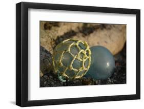 USA, Southeast Alaska Near Ketchikan, Japanese Glass Fishing Float-Savanah Stewart-Framed Photographic Print