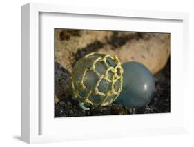 USA, Southeast Alaska Near Ketchikan, Japanese Glass Fishing Float-Savanah Stewart-Framed Photographic Print