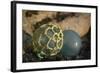 USA, Southeast Alaska Near Ketchikan, Japanese Glass Fishing Float-Savanah Stewart-Framed Photographic Print