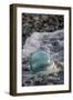 USA, Southeast Alaska Near Ketchikan, Japanese Glass Fishing Float-Savanah Stewart-Framed Photographic Print