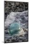 USA, Southeast Alaska Near Ketchikan, Japanese Glass Fishing Float-Savanah Stewart-Mounted Photographic Print