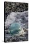 USA, Southeast Alaska Near Ketchikan, Japanese Glass Fishing Float-Savanah Stewart-Stretched Canvas