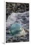 USA, Southeast Alaska Near Ketchikan, Japanese Glass Fishing Float-Savanah Stewart-Framed Photographic Print