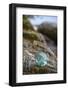 USA, Southeast Alaska Near Ketchikan, Japanese Glass Fishing Float-Savanah Stewart-Framed Photographic Print