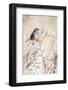 USA, Sparrow-George Theodore-Framed Photographic Print