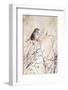 USA, Sparrow-George Theodore-Framed Photographic Print