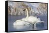 USA, Sublette County, Wyoming. group of Trumpeter Swans stands and rests on an ice-covered pond-Elizabeth Boehm-Framed Stretched Canvas