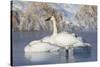 USA, Sublette County, Wyoming. group of Trumpeter Swans stands and rests on an ice-covered pond-Elizabeth Boehm-Stretched Canvas